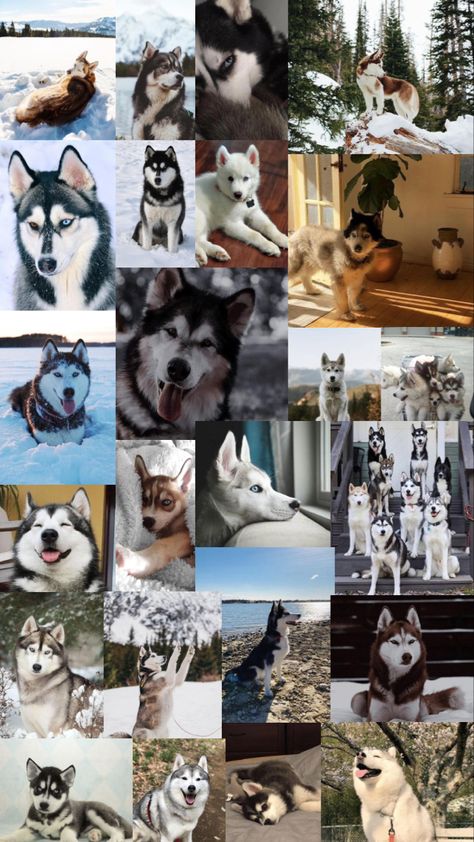 Husky Dogs Wallpaper Iphone, Dog Wallpaper Husky, Husky Pet Aesthetic, Cute Husky Puppies Wallpaper, Husky Puppies Wallpaper, Cute Dog Wallpaper Iphone Aesthetic, Husky Dogs Wallpaper, Husky Wallpaper Iphone, Husky Wallpaper Aesthetic