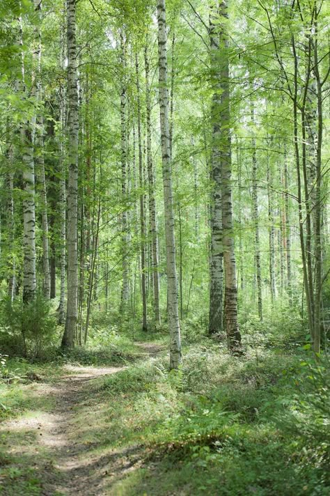 Birch Forest Aesthetic, Birch Tree Aesthetic, Birch Aesthetic, Arcadia Aesthetic, Birch Tattoo, Finland Landscape, Autumn Video, Russia Landscape, Birch Tree Forest