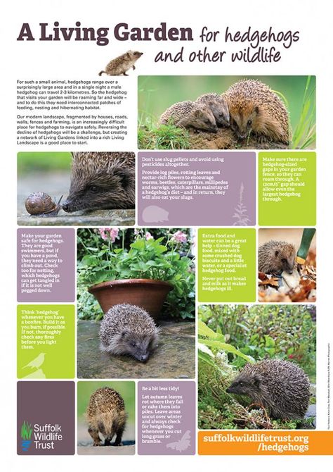 Hedgehog friendly gardening | Suffolk Wildlife Trust Diy Hedgehog House, Messy Garden, Pig Care, Savannah Cats, Garden Wildlife, Pig Toys, Hedgehog House, Leopard Geckos, House Green