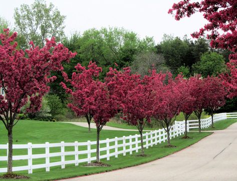 https://flic.kr/p/9KdQgf | Flowering trees & white fence | They go together well, I think. Happy Fence Friday! Acreage Landscaping, Landscaping Along Fence, Tree Lined Driveway, White Fence, Driveway Landscaping, Farmhouse Landscaping, Farm Fence, White Picket Fence, Garden Shrubs