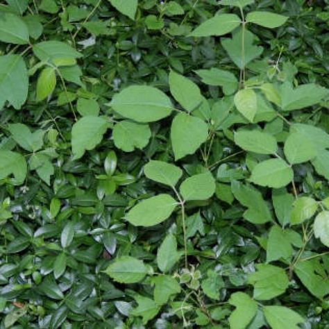 Poison Ivy Plant Identification | Poison Ivy Control Of Michigan | Birmingham MI. Bells Aesthetic, Poison Ivy Aesthetic, Poison Ivy Plant, Ivy Aesthetic, Poison Ivy Plants, Elder Tree, Birmingham Michigan, Ivy Look, Ivy Plant