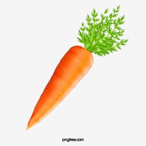 carrot clipart,carrot Carrot Picture, Vegetables Pictures, Food Photography Fruit, Camel Animal, Food Mockup, Squash Vegetable, Vegetable Pictures, Tropical Food, Garden Labels