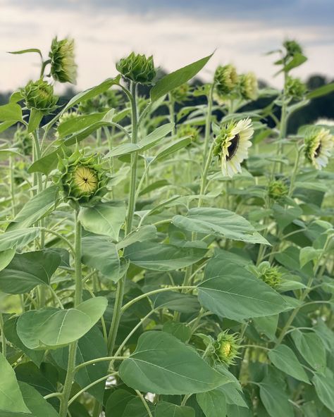 Feeling sunny without the caffeine crash—thanks to these radiant sunflower superstars! 🌻 Are you growing sunflowers this year? Sunflowers | Farming | Flower Farm | Gardening | Barndominium Life | Farmhouse ⁣ #flowerstagram #garden #gardening #sunflower #sunflowerfield #sunflowerfields #sunflowergarden #sunflowerlove #sunflowerlover #sunflowerpower #sunflowers #sunflowerseeds #sunflowersofinstagram #sunshine #yellow #yellowflowers #flowerfarming #farmlife #farmhousegarden Sunflower Garden Aesthetic, Field Of Sunflowers, Sunflower Harvesting, Sunflower Meadow, Growing Sunflowers, Sunflower Feild Pics, Sunflower Garden, Farmhouse Garden, Sunflower Fields