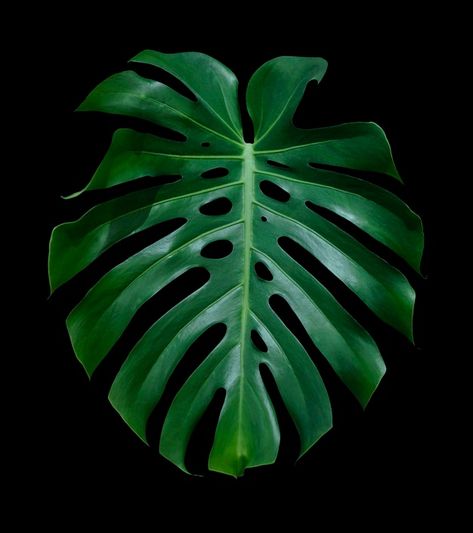 Monstera deliciosa tropical leaf isolate... | Premium Photo #Freepik #photo #background #tree #texture #house Tropical Frames, Leaf Photography, Green Orchid, Green Wall Decor, Leaf Texture, Plant Photography, Monstera Leaves, Big Leaves, Black Leaves