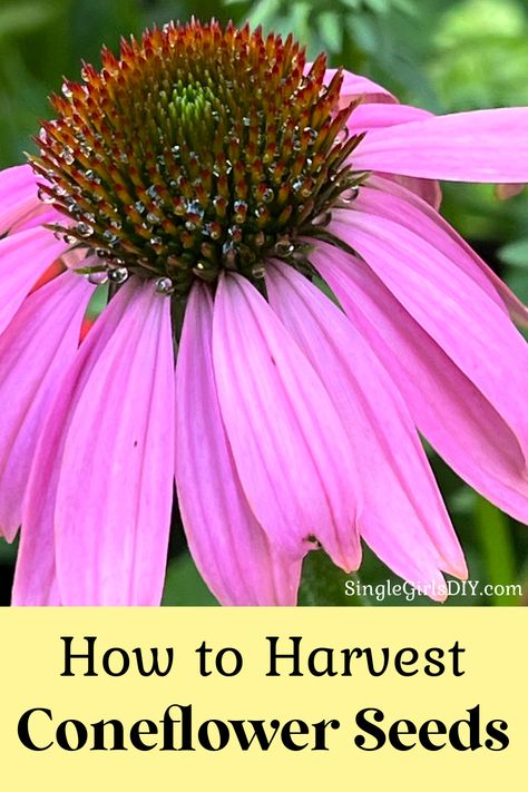 purple coneflower in garden Echinacea Seeds, Coneflower Seeds, Cozy Patio, Garden Life, Backyard Living, Living Ideas, Green Thumb, In The Garden, The Garden