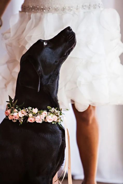 dog wedding collar - Brave Search Wedding Dog Collar, Spring Wedding Inspiration, Wedding Pets, Pink Spring, Dog Flower, Dog Wedding, Star Wedding, Wedding Photoshoot, Wedding Tips