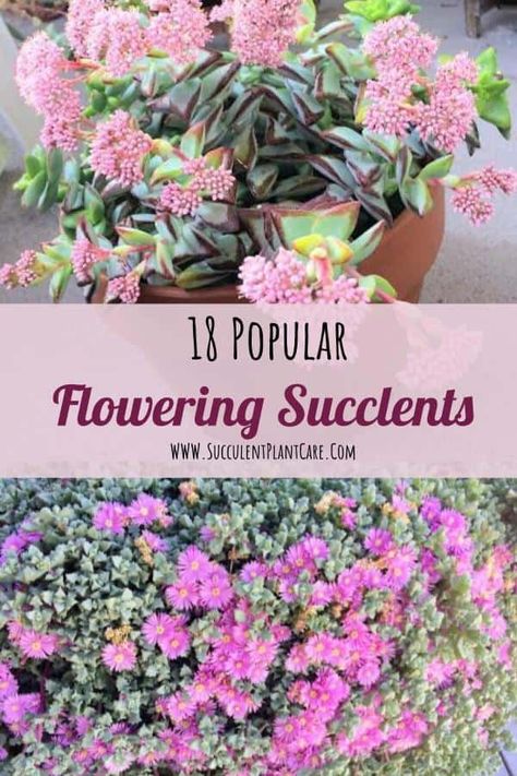 Do all succulents flower? While some succulents may never flower, some flower quite easily. Here are 18 popular flowering succulents you would love to have! Ground Garden Beds, Succulent Pictures, Cactus Arrangements, Plants With Flowers, Succulents Arrangements, Spring Planters, Succulents Care, Care For Succulents, Water Succulents