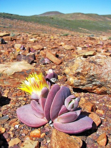 Weird Plants, Strange Flowers, Succulent Garden Diy, Colorful Succulents, Desert Flowers, Succulent Gardening, Unusual Plants, Unusual Flowers, Agaves