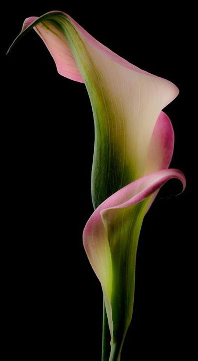 Blending Colors, Arum Lily, Calla Lily Flowers, Have Inspiration, Trendy Flowers, Calla Lilies, Flower Art Painting, Exotic Flowers, Lily Flower