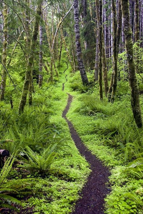 Smithsonian Nature Photos To Celebrate The 50th Anniversary Of The Wilderness Act - Business Insider   ..rh John Muir, Green Gables, Shade Garden, Photo Contest, Better Homes And Gardens, Nature Photos, Nature Beauty, Beautiful World, In The Middle