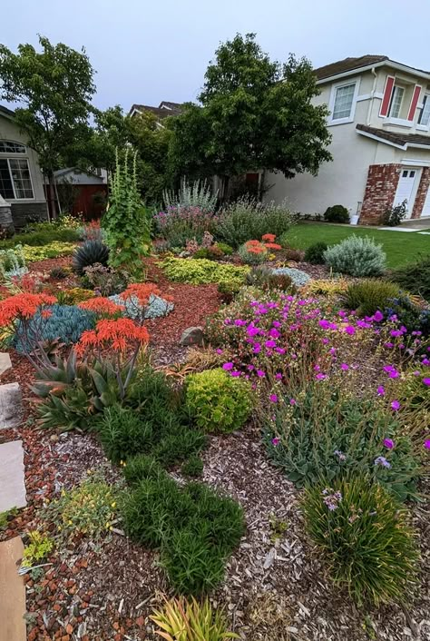 No Lawn Garden, Flower Lawn, Xeriscape Front Yard, Native Plant Landscape, Texas Landscaping, Front Lawn Landscaping, Texas Landscape, Yard Makeover, Garden Landscaping Ideas