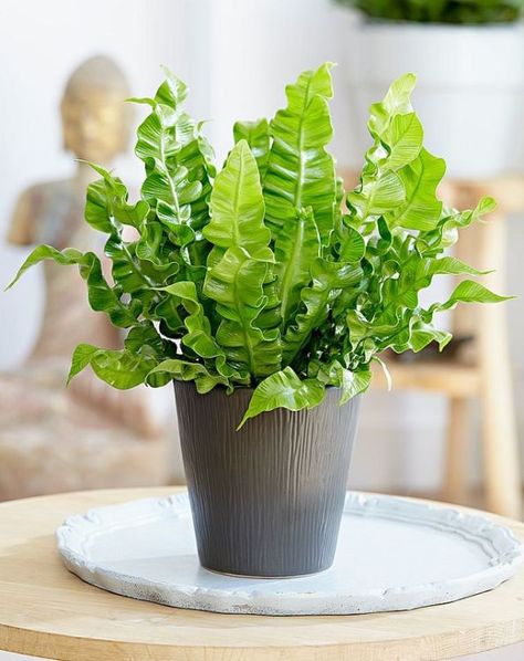 Foliage Plants - Indoor House Plants | Apartment Therapy Asplenium Nidus, Plant Apartment, Bad Room, White Flower Farm, Chinese Money Plant, Hanging Plants Indoor, Best Indoor Plants, Fern Plant, Air Purifying Plants