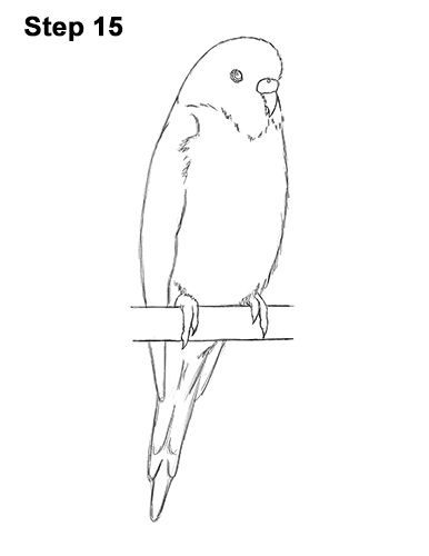 Draw Budgie Parakeet Blue Color 15 Budgie Bird Drawing, Budgie Tattoo, Parakeet Tattoo, Budgie Drawing, Budgie Art, Parakeet Art, Vogel Silhouette, Budgies Bird, Budgie Parakeet