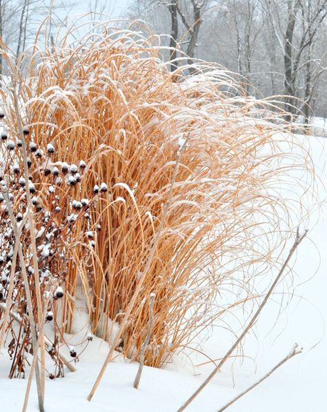 A Winter Garden Walk - The Creekside Cook Winter Garden Snow, Early Spring Garden, Miscanthus Morning Light, Winter Grass, Snow Garden, Garden In Winter, Garden Winter, Backyard Renovations, Love Winter