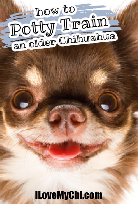 Just because your Chihuahua is older doesn't mean they can't be potty trained. This article will show you exactly how to do it. Chihuahua Puppy Training, Chihuahua Training, How To Potty Train, Dog Potty Training, Potty Train, Dog Potty, Pet Hotel, Potty Training Tips, Toilet Training