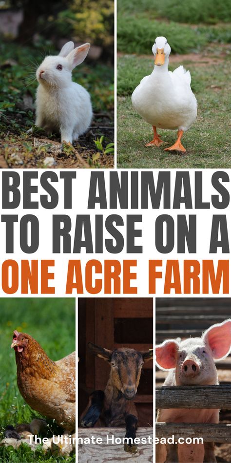 Curious about the best farm animals ideas for a small homestead? Discover the perfect mix of low maintenance animals and miniature farm animals to fit your 1-acre farm. From tips on raising chickens for beginners to other small-scale options, this guide makes it easy to start your dream homestead. Plus, don’t miss out on the FREE 101+ Garden Bed Layout Ideas Ebook to maximize your space. Click to get started today! Animal Farming Ideas, Small Farm Animals To Raise, Garden Bed Layout Ideas, Bed Layout Ideas, Farm Animals Ideas, 1 Acre Farm, Small Farm Ideas, Best Farm Animals, Small Farm Animals