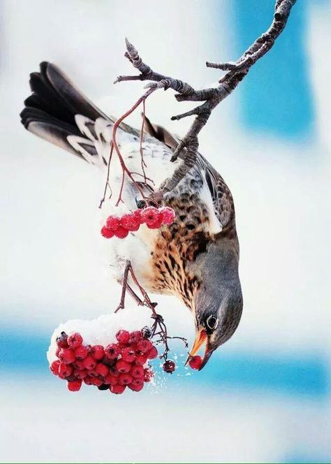 Winter Birds Photography, Fieldfare Bird, Wild Birds Photography, Magical Nature, Nature Tour, Winter Bird, Winter Animals, Birdwatching, Pretty Birds