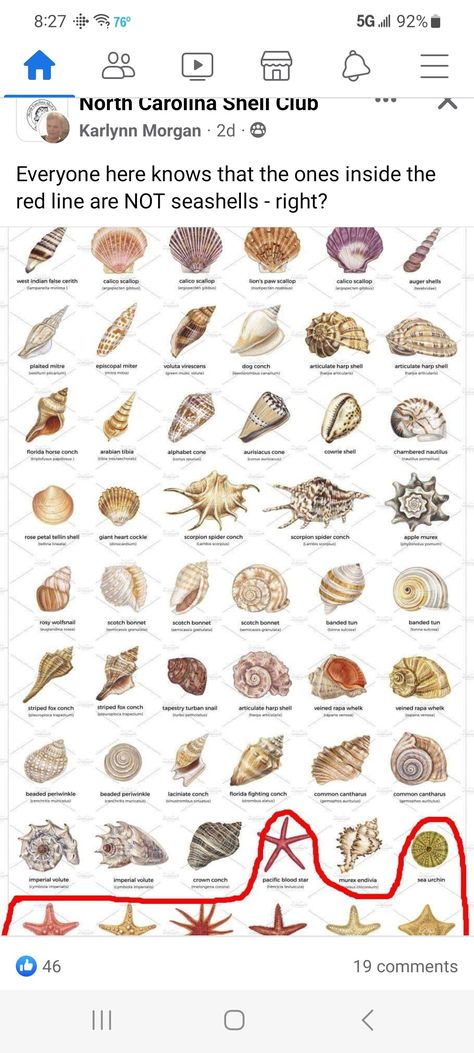 Seashells Witchcraft, Auger Shell, Seashell Ideas, Chambered Nautilus, Lion Paw, Beach Room, Whale Shark, Beach Combing, Shell Art