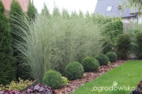 Privacy Landscaping, Bug Control, Grasses Landscaping, Grasses Garden, Garden Shrubs, Evergreen Plants, Have Inspiration, Landscape Designs, Yard Work