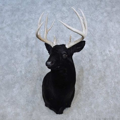 Deer Shoulder Mount, Deer Taxidermy, Deer Mounts, Black Deer, Taxidermy Mounts, Trophy Hunting, Fox Hunting, Whitetail Deer, White Tail