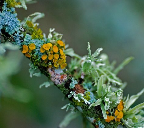 Lichen forest | Lichens on a dead twig ... Lichen Moss, Plant Life, Green Plants, In The Woods, Botany, Natural World, Amazing Nature, Mother Earth, Nature Beauty