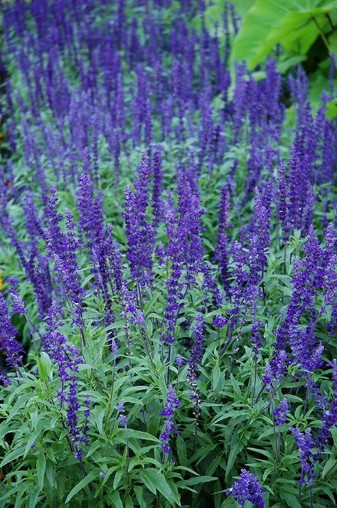 Victoria Blue Salvia Plants, Salvia Victoria Blue, Victoria Blue Salvia, Blue Salvia Plant, Salvia Farinacea, Salvia Plant, Blue Salvia, Salvia Plants, Royal Blue Flowers