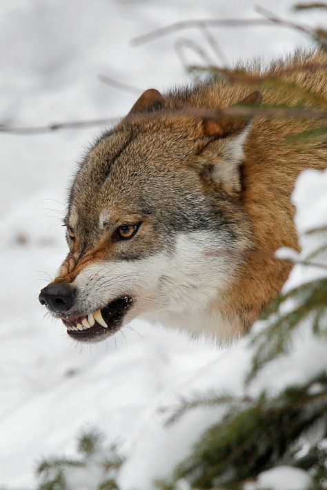 Aa Snarling Wolf, Wolf Poses, Angry Wolf, Wolf World, Wolf Hybrid, Wolf Images, Wolf Photography, Wolf Photos, Wolf Love