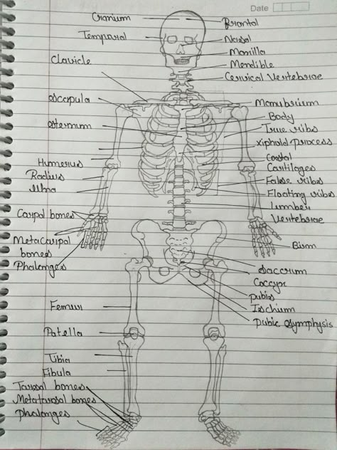 Skeleton Anatomy Drawing Human Body Bones, Skeletal System Anatomy Drawing, Skeleton System Drawing, Skeleton System Notes, Skeletal System Drawing, Human Skeleton Drawing, Human Skeleton Labeled, Human Eye Diagram, Skeleton Diagram