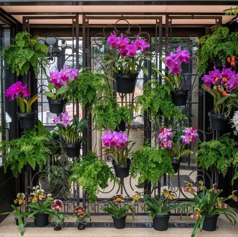 23 Gorgeous Orchid Display Ideas Orchid Display Ideas, Orchid Display, Big Planters, Orchid House, Orchid Planters, Orchids Garden, Orchid Arrangements, Garden Veggies, Planter Design