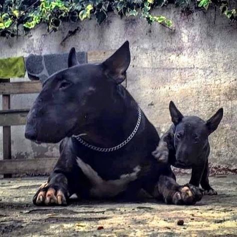 Beautifully colored English Bull Terrier Black Bull Terrier, British Bull Terrier, Mini Bull Terriers, Miniature Bull Terrier, Bull Terrier Puppy, Bully Breeds Dogs, English Bull Terrier, Boxer Puppies, Black Bull