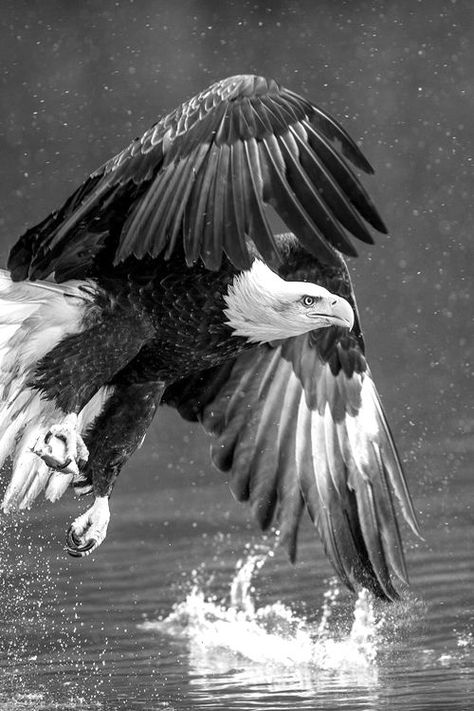 Wallpaper Eagle, Tatoo Inspiration, Eagle Images, Eagle In Flight, Eagle Wallpaper, Eagle Pictures, Eagle Art, American Bald Eagle, Art Pencils