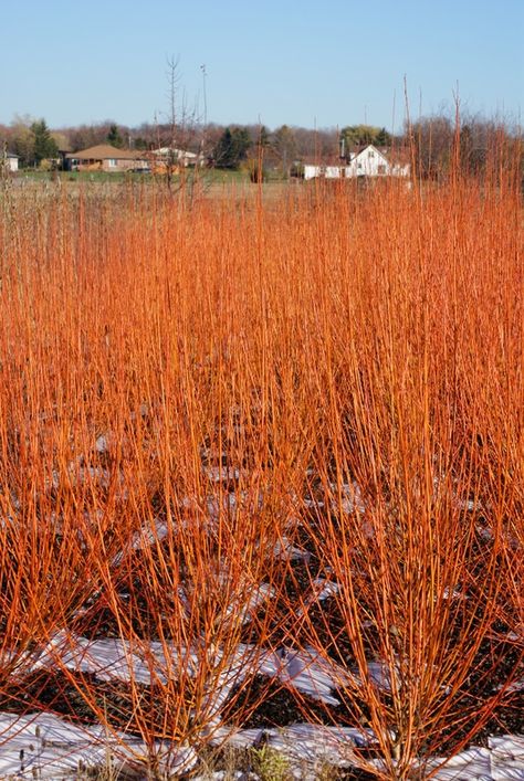 flame willow Willow Hedge, Birch Garden, Self Sustainable Living, Willow Projects, Living Fences, Vegetable Planting Calendar, Willow Art, Basket Willow, Garden Gates And Fencing