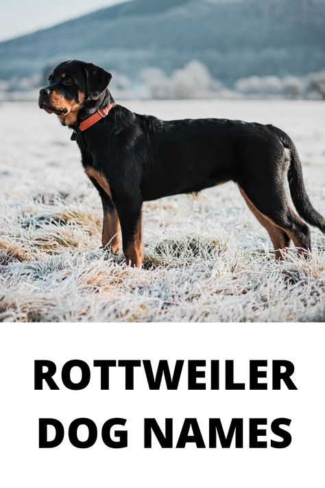 Rottweiler Dog Names, Puppies Names Female, Rottweiler Quotes, Rottweiler Names, Dog Names Unique, Boy Dog Names, Girl Dog Names, Rottweiler Love, Dog Information