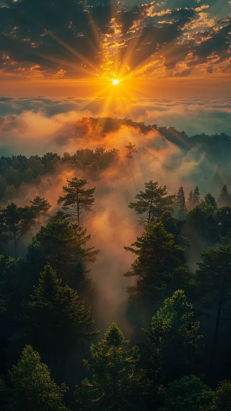 Midjourney AI Image: Drone shot from the top of a pine forest inside a wooden frame, at sunset, colorful beams of light a... → more in ai-img-gen.com Beautiful Images Nature Peace, Forest Scape, Sunset Mural, Forest At Sunset, Forest Sunrise, Land Scapes, Ethereal Photography, Photography Inspiration Nature, Sunrise Aesthetic