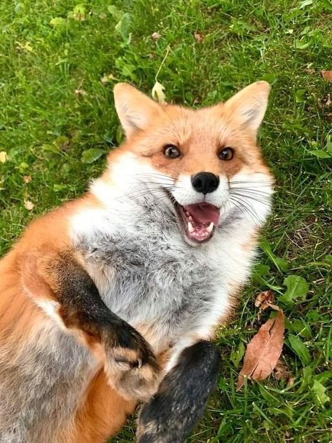 Silly Animal Pictures, Happy Fox, Fox Boy, Fox Pictures, Fox Lover, Karakter Disney, Pet Fox, Arctic Fox, Fox Art