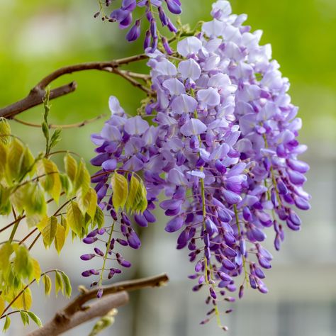 wisteria-sinensis-chinese-wisteria Laurel Shrub, Dragon Fruit Cactus, Wisteria Vines, Chinese Wisteria, Wisteria Pergola, Wisteria Plant, Weeping Cherry Tree, Wisteria Vine, Wisteria Flower