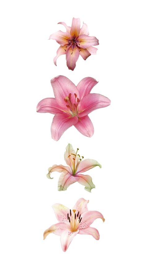 Pink Lily Wallpaper, Lilly Wallpaper, Lily Wallpaper, Cute Summer Wallpapers, Mac Wallpaper, Whatsapp Wallpaper, Graphic Poster Art, Summer Wallpaper, Lily Flower