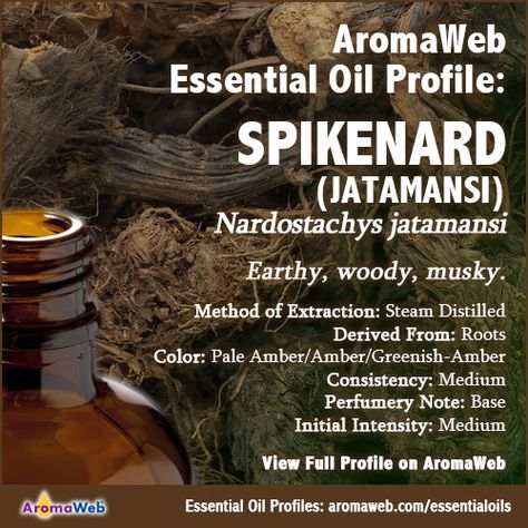 Spikenard Essential Oil Profile Spikenard Essential Oil, Diy Diffuser Blends, Song Of Songs, Frankincense Myrrh, What To Watch, Essential Oil Benefits, Oil Benefits, Oil Uses, Essential Oil Uses