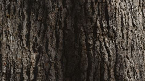 ArtStation - HyperTrees Bark R&D 2, Greg Zdunek Close Up Nature, Nature Patterns, Theme Pictures, Wood Background, Tree Bark, Patterns In Nature, Aesthetic Photo, Arbor, Free Pictures