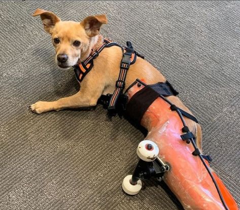 Harold, a disabled therapy dog from San Mateo, Calif., recently received a new set of wheels designed by Bay Area elementary and high school students. The paralyzed Chihuahua mix is the ambassador of Paralyzed Dog, Therapy Dog, Dog Walk, Chihuahua Mix, Rescue Dog, Therapy Dogs, Animal Welfare, Design Student, Design Set