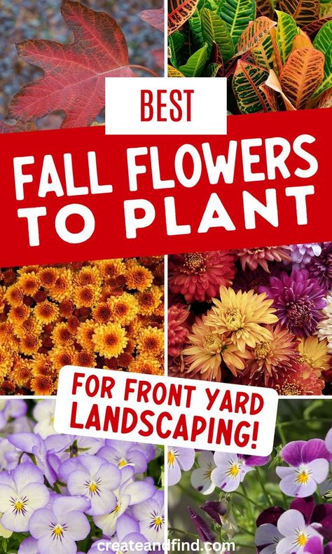 Fall flowers to plant. Fall Flower Garden Landscaping, Fall Garden Bed Ideas, Fall Garden Ideas Landscapes, Fall Landscaping Ideas, Front Landscaping Ideas, Fall Flowers To Plant, Fall Landscaping Front Yard, Fall Blooming Flowers, Autumn Flowering Plants