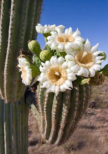 "The End of the Season," by Gerry Morgan, via Flickr. Saguaro flower season in the Arizona desert. Click through to read more about the saguaro fruit. Blooming Cactus, Desert Flowers, Cactus Flowers, Saguaro Cactus, Cactus Plant, Desert Plants, Cactus Y Suculentas, Cactus Garden, Cactus Flower