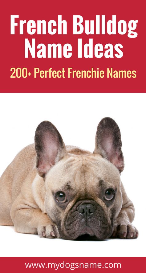 Sweet and stylish dog names perfect for a French Bulldog. Frenchie names don't get much better than this! How To Care For A French Bulldog, Cute French Bulldog Names, French Bulldog Names Boys, Frenchie Puppy Names, Names For French Bulldogs, French Bullhuahua, French Bulldog Names Girl, French Dog Names, White French Bulldog Puppies