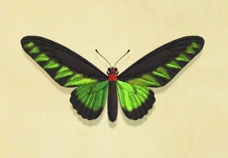 Inge Atkinson's find - The Rajah Brooke's birdwing (アカエリアゲハ, Akaeriageha) is a rare bug that made its first appearance in City Folk as the "Raja Brooke butterfly". Upon donating to the museum, Blathers the curator will say; Rajah Brooke's Birdwing, Simple Posters, Bug Board, Cicada Shell, Birdwing Butterfly, Cabbage Butterfly, Goliath Beetle, Butterfly Drawings, Glass Stencil