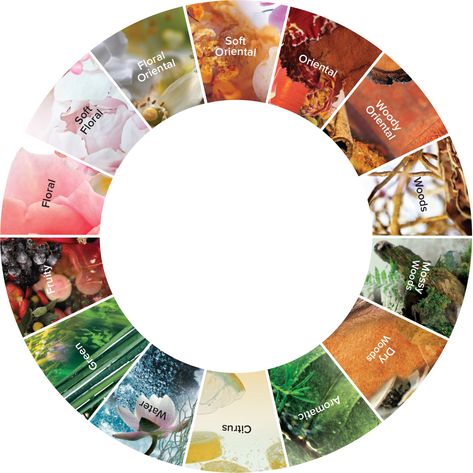 Fragrance Finder, perfume finder - Fragrances of the World Perfume Wheel, Fragrance Wheel, Candle Scents Recipes, Light Blue Perfume, Perfume Jpop, Perfume Company, Aroma Candles, Fragrance Campaign, Perfume Genius