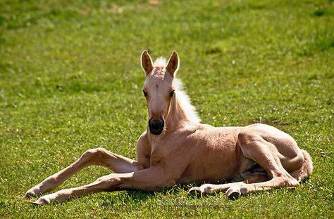 Quarter horse foal sitting on ground all legs within sun behind Quarter Horse Foal, Horse Sitting, Sitting On Ground, Horse Foal, Arabian Horse, Animal Skulls, Quarter Horse, Animal Photo, Photo Reference