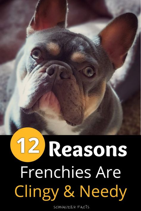 In this post you’ll discover: 12 real reasons why french bulldogs are so clingy, What you might have mistakenly done to create this clingy behavior, 3 tips to help your frenchie not be overly clingy (tip #2 is by far the most effective!), And much, much more. #frenchbulldog #frenchbulldogfacts #frenchbulldogtips #frenchies French Bulldog Quotes, Merle French Bulldog, French Bulldog Breed, Toy Bulldog, French Bulldog Facts, Cinder Blocks, Puppy Accessories, Dog Area, French Bulldog Dog