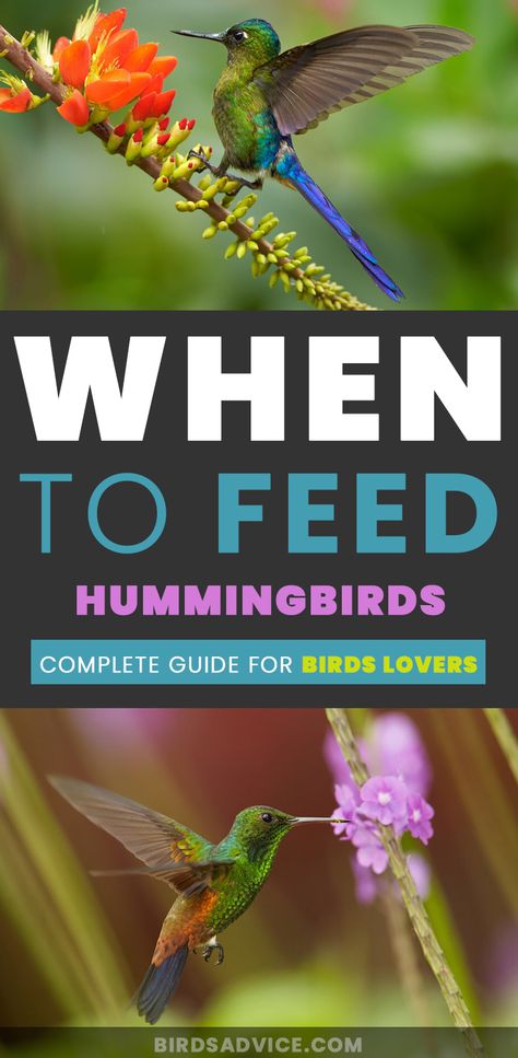 Get the best idea about feed hummingbirds! We also cover feed hummingbirds by hand, what to feed hummingbirds, how to feed hummingbirds, what do you feed hummingbirds, how to hand feed hummingbirds, feed for hummingbirds and many more! #birds #feedhummingbirds #hummingbird #whattofeedhummingbirds What To Feed Hummingbirds, Hummingbird Mix, Feeding Hummingbirds, Bird Feeders For Kids To Make, Birds Feeder, Growing Calendar, Wood Bird Feeder, Bird Feeder Plans, Hummingbird Garden