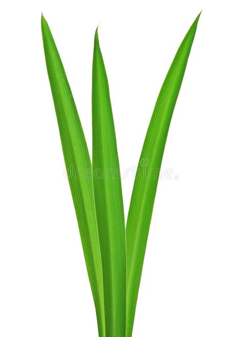 Grass. Macro of long grass blades, isolated on white background , #SPONSORED, #long, #grass, #Grass, #Macro, #white #ad Long Grass Drawing, Grass Drawing, Children Clothes, Botany, Card Templates, Cactus Plants, Stock Images Free, White Background, Photo Image