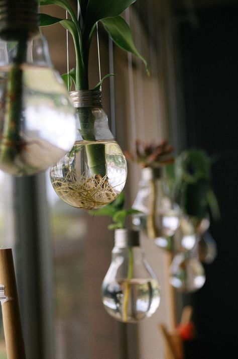 bamboo planted in light bulbs Light Bulb Plant, Bamboo Garden, Lucky Bamboo, Old Lights, Bamboo Crafts, Bamboo Plants, Plant Lighting, Diy Plants, Cool Plants